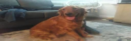 Golden Retriever dogs for sale: Maple (Red collar) - Ad 2