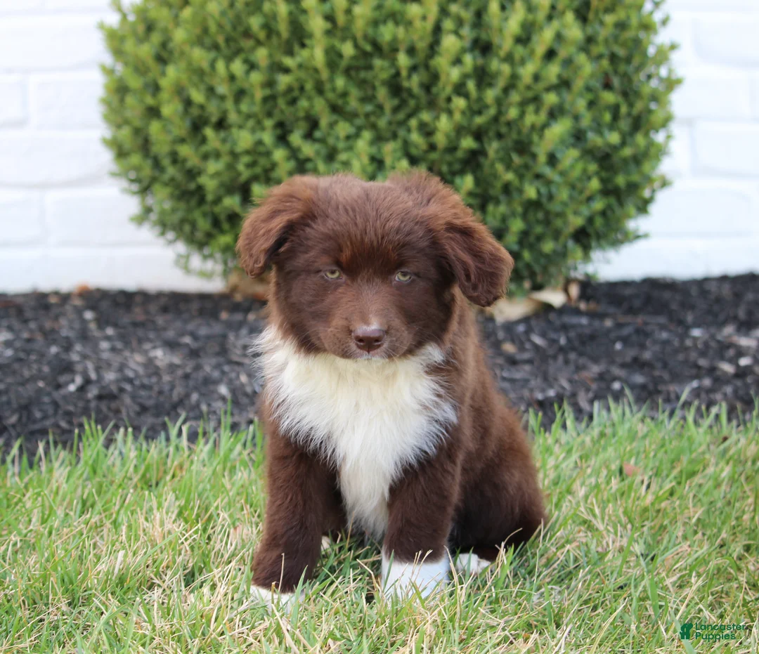 Mixed Breed dogs for sale: Coco - Ad 1