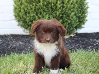 Mixed Breed dogs for sale: Coco - Ad 1