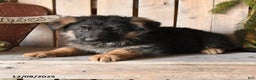 German Shepherd dogs for sale: Shad  - Ad 2