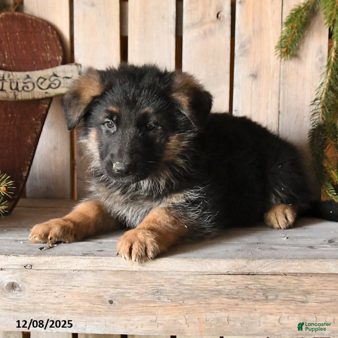 German Shepherd dogs for sale: Shad  - Ad 2