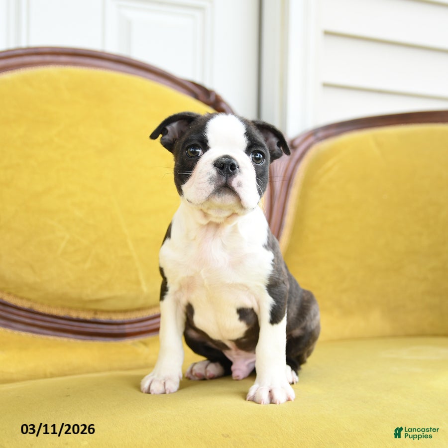 Boston Terrier dogs Romeo - Ad 1