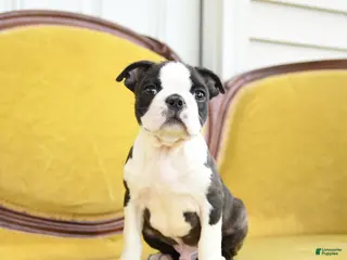 Boston Terrier dogs for sale: Romeo - Ad 1