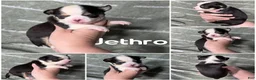 Chihuahua dogs for sale: Jethro Black Tricolor Short Coat - Ad 4