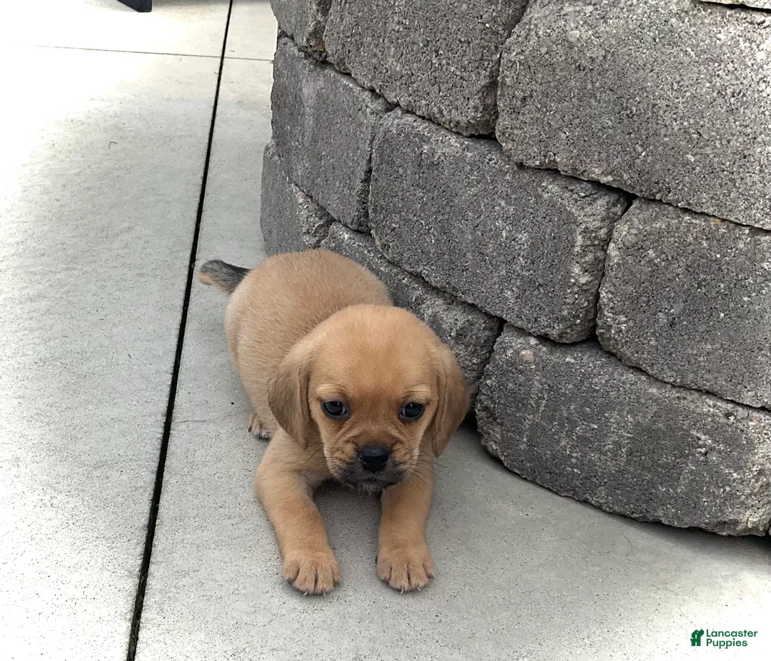 Puggle dogs for sale: Puggle 4 - Ad 2