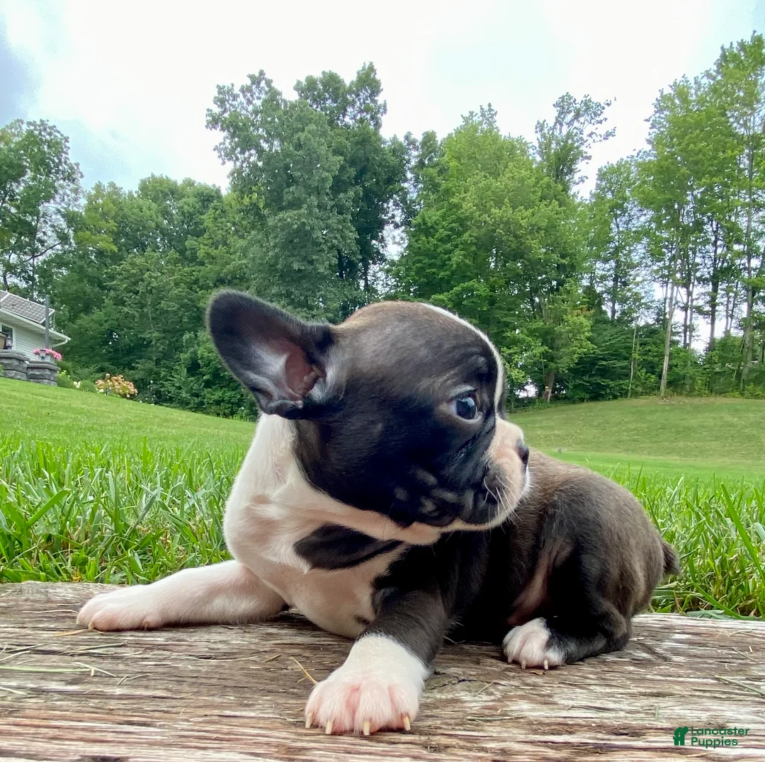 Mixed Breed dogs for sale: Miss Luna  - Ad 2