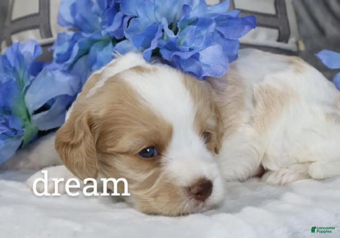 Cavapoo dogs for sale: Courage - Ad 2