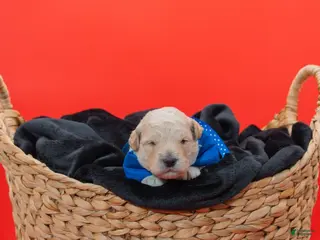 Goldendoodle dogs for sale: Greg - Ad 4