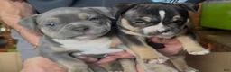 American Bully dogs for sale: Mini Me  - Ad 2
