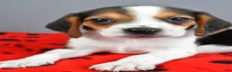 Beagle dogs for sale: Daryl - Ad 3