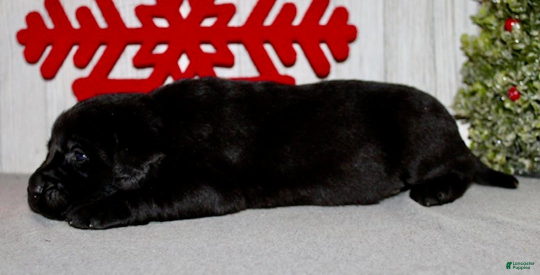 Labrador Retriever dogs for sale: Dasher - Ad 6