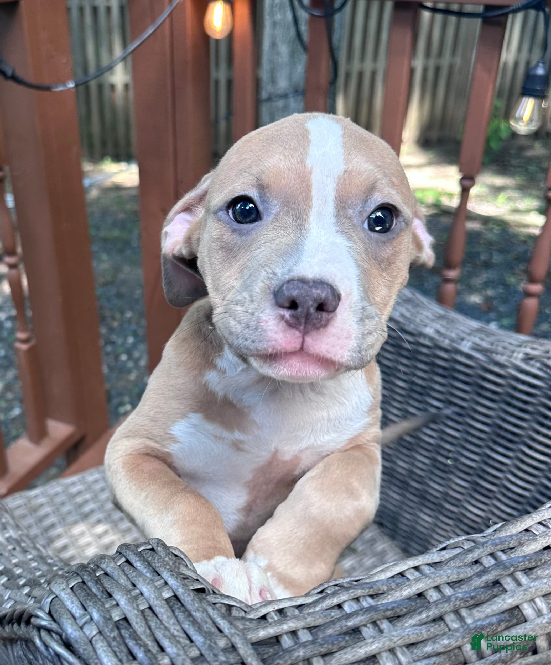 Mixed Breed dogs for sale: Daphne - Ad 3