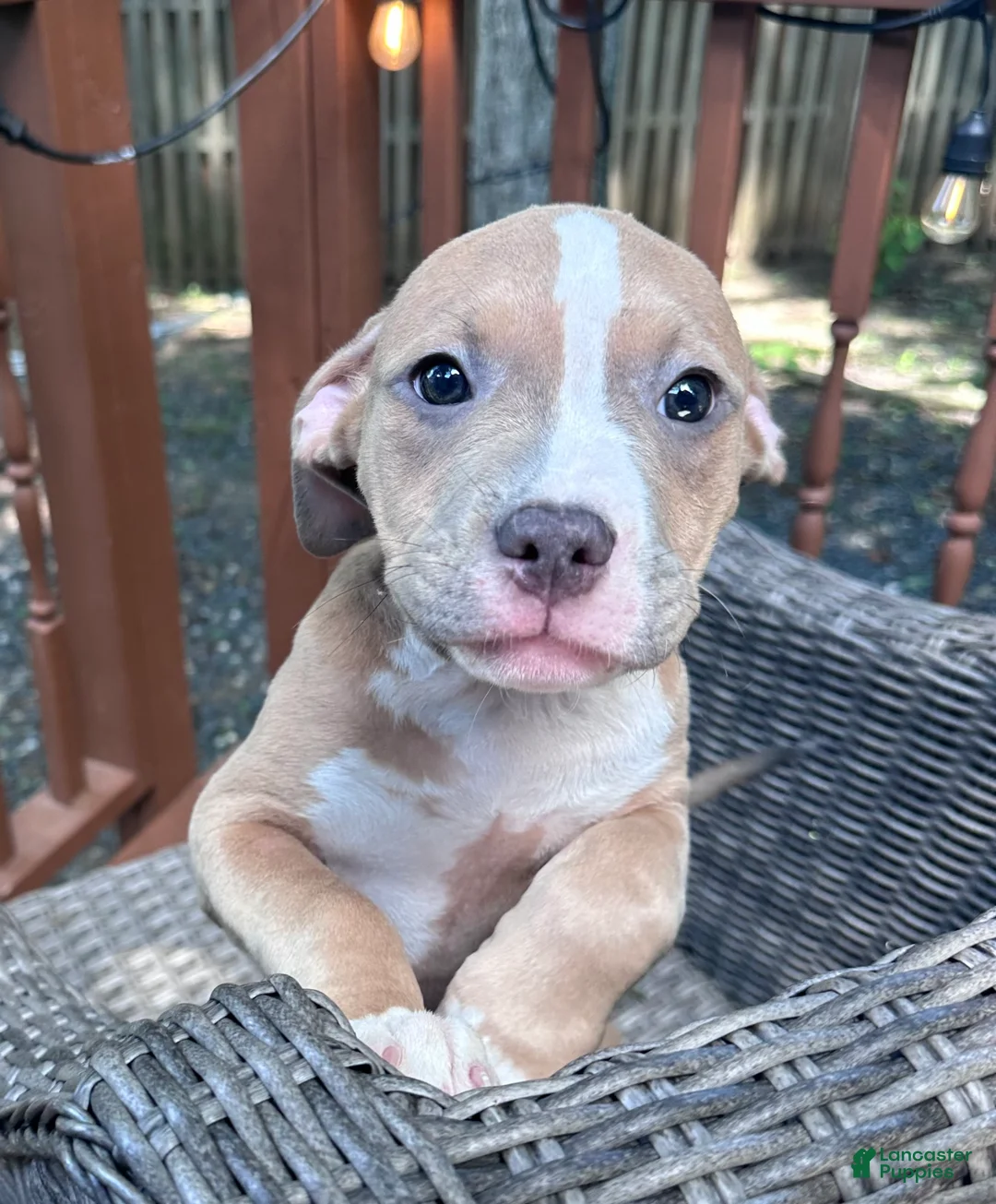 Mixed Breed dogs for sale: Daphne - Ad 1