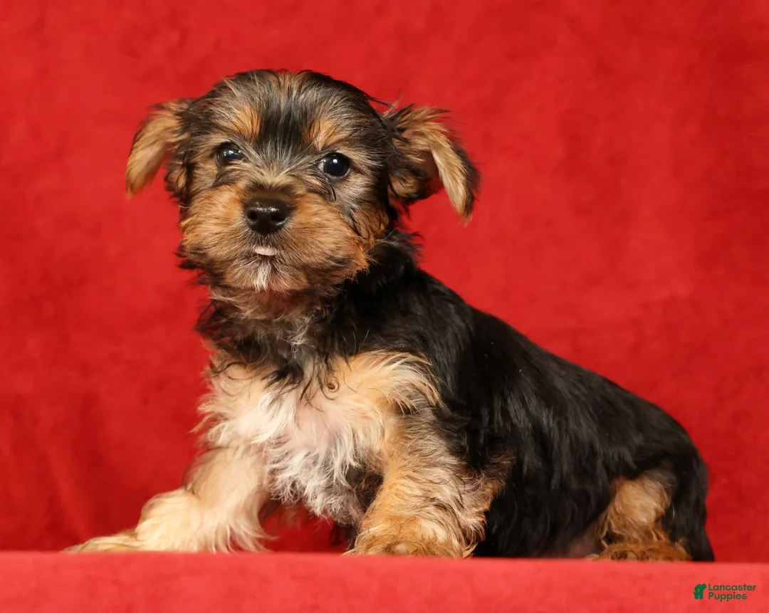 Yorkshire Terrier dogs for sale: Hunter - Ad 1