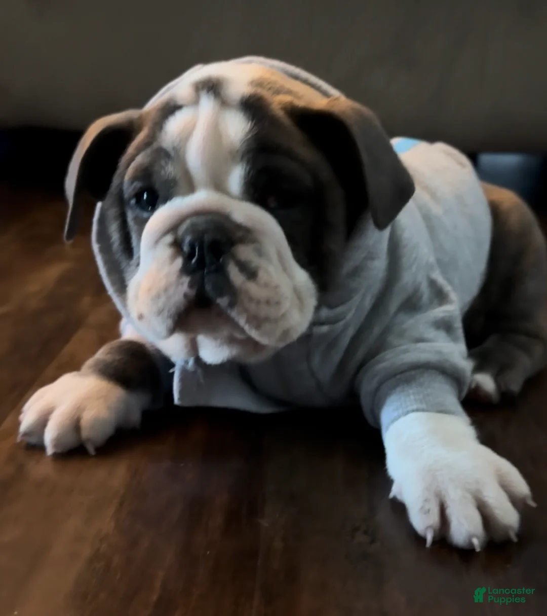 Mixed Breed dogs for sale: Brown Collar Female - Ad 3