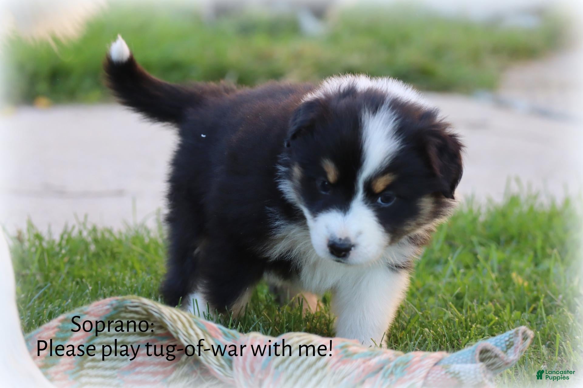 Miniature Australian Shepherd dogs for sale: Soprano - Ad 1