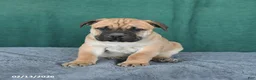 South African Boerboels dogs for sale: Ava  - Ad 2