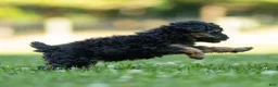 Miniature Poodle dogs for sale: Misty Miniature Poodle  - Ad 6