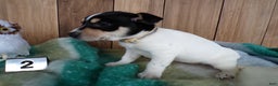 Jack Russell Terrier dogs for sale: Jack Russell Terrier Puppy 2 Jackie - Ad 3