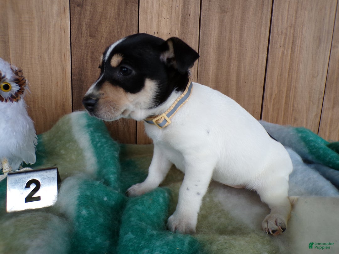 Jack Russell Terrier dogs for sale: Jack Russell Terrier Puppy 2 Jackie - Ad 3