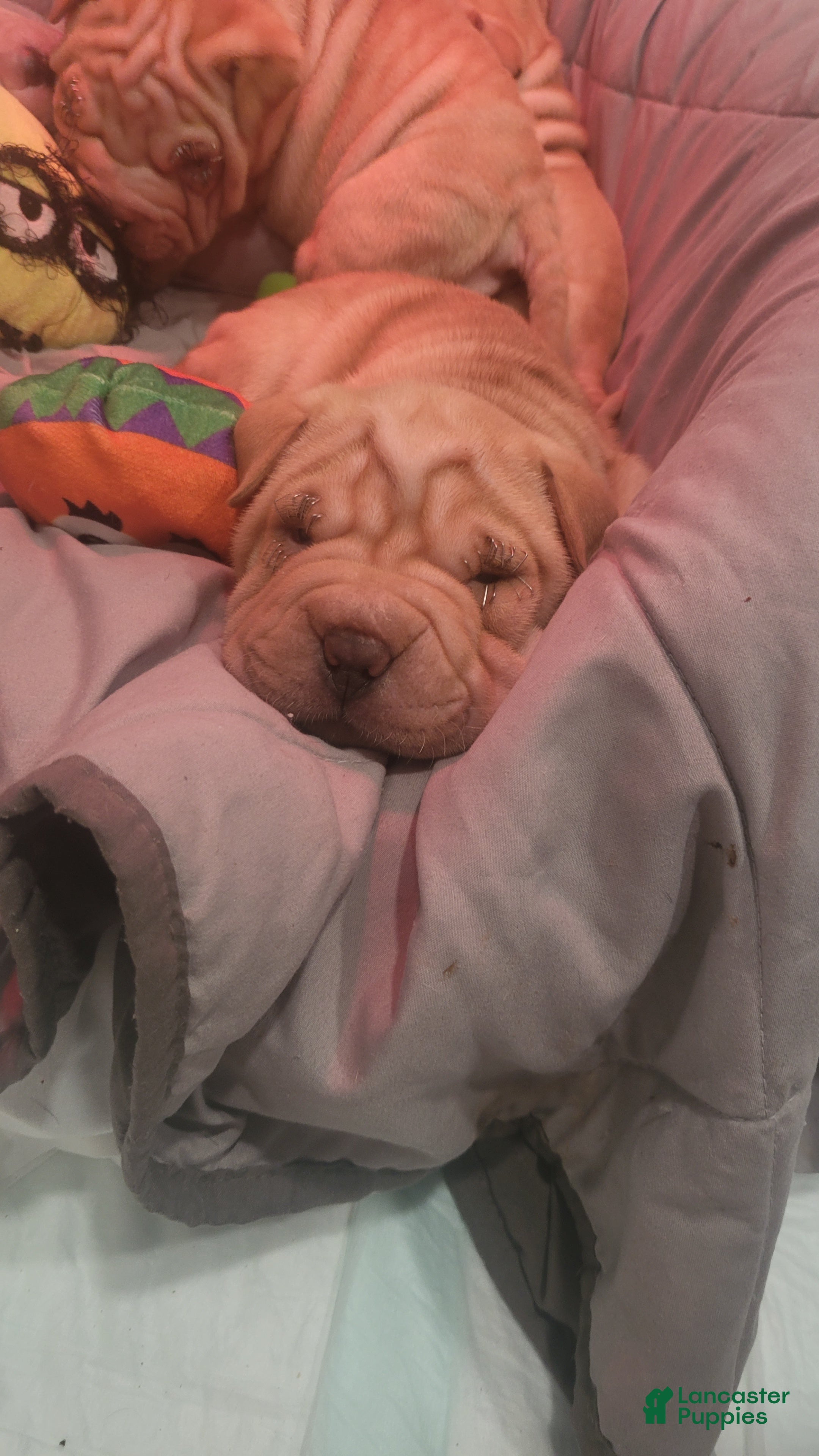 Shar Pei dogs Chex - Ad 9