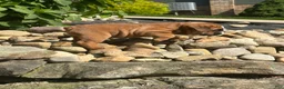 English Bulldog dogs for sale: Bennie - Ad 3