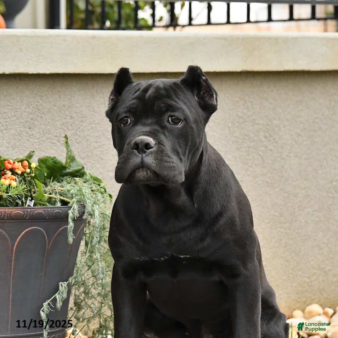 Cane Corso dogs for sale: Molly - Ad 5