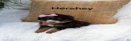 Mini Bernedoodle dogs for sale: Hershey  - Ad 5