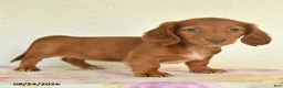 Miniature Dachshund dogs for sale: Luna  - Ad 4