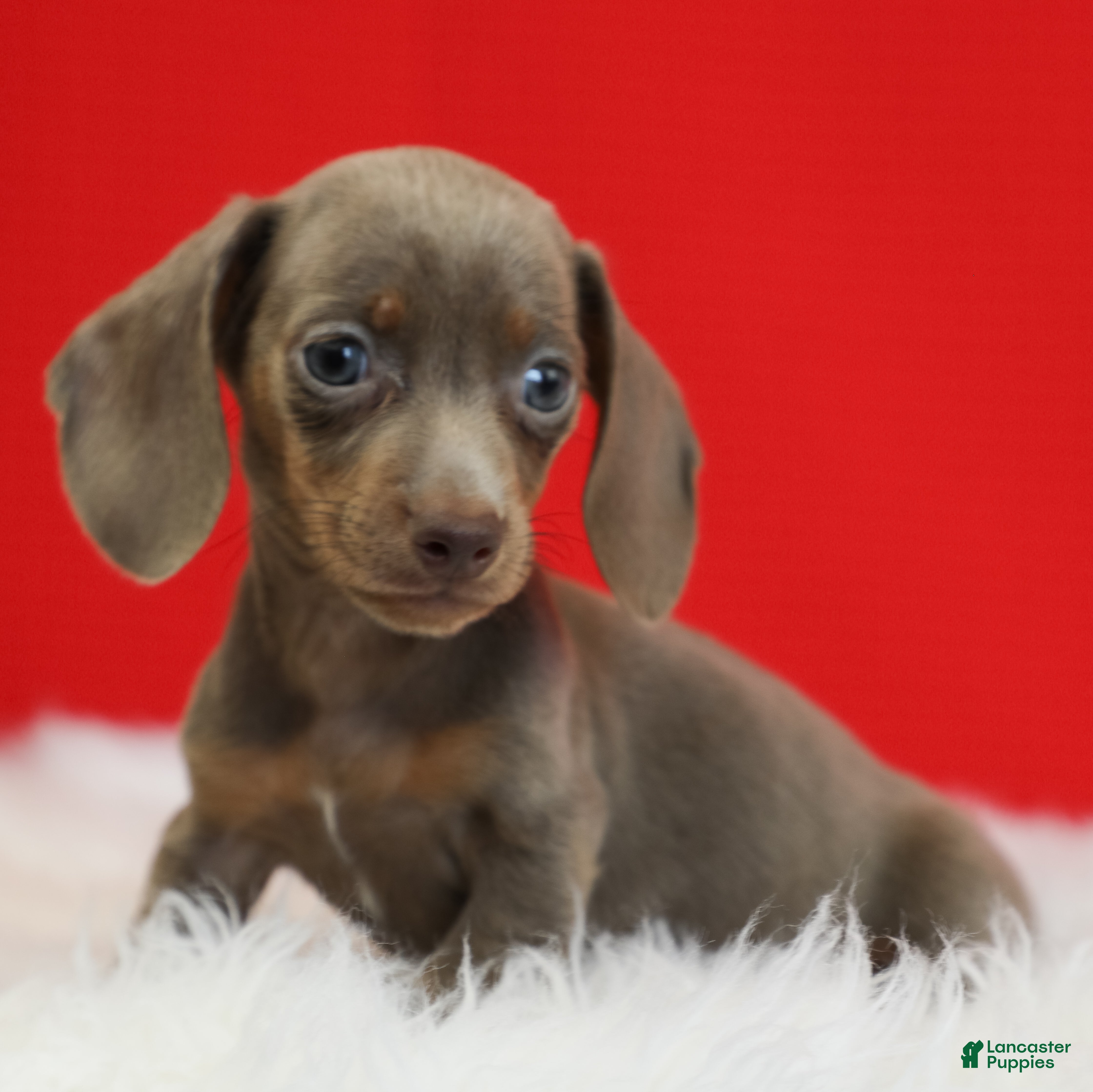 Dachshund dogs Estelle ✨ - Ad 1