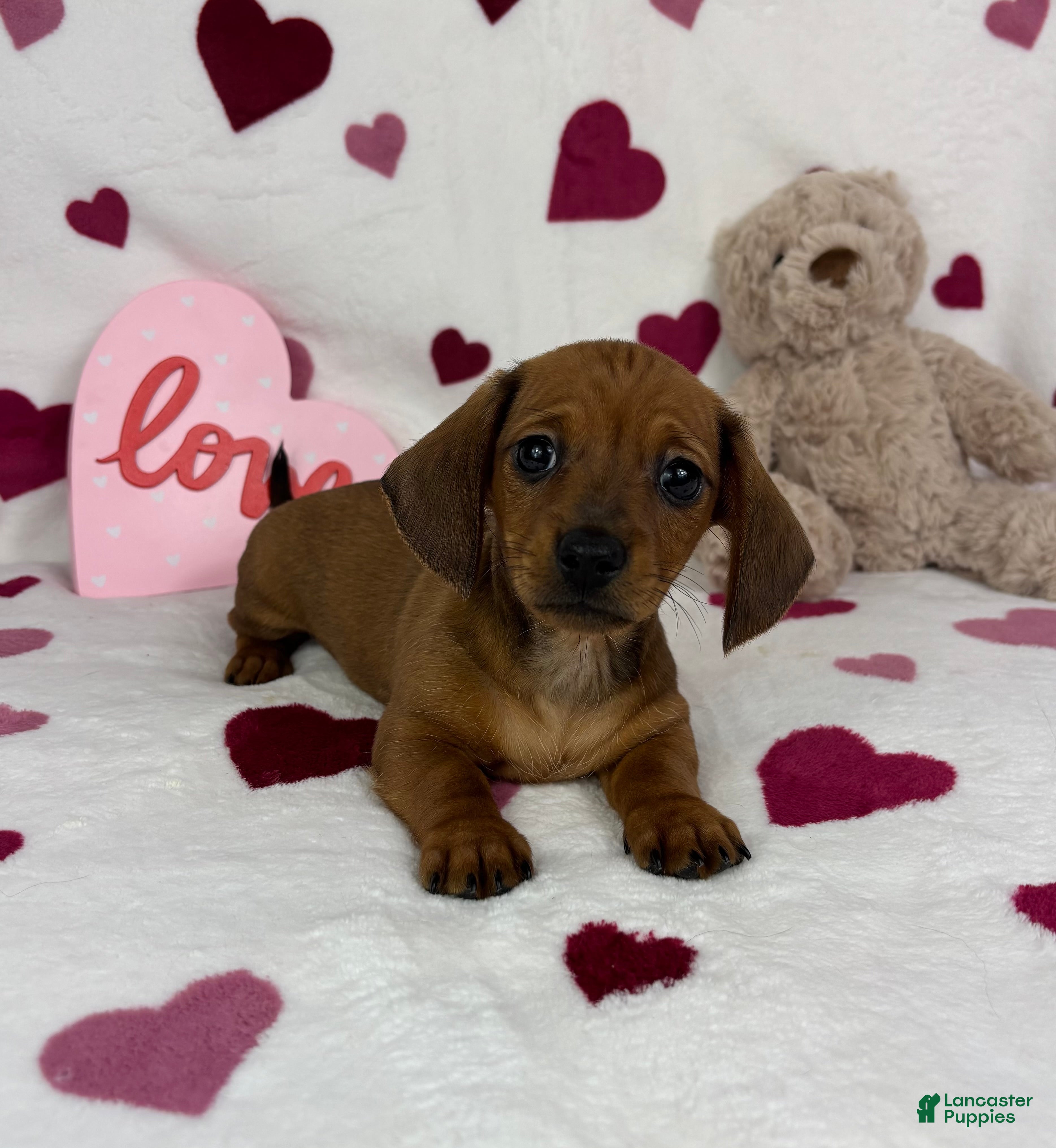 Miniature Dachshund dogs Freddie - Ad 15