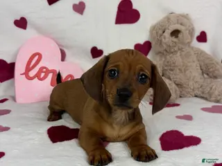 Miniature Dachshund dogs Freddie - Ad 15