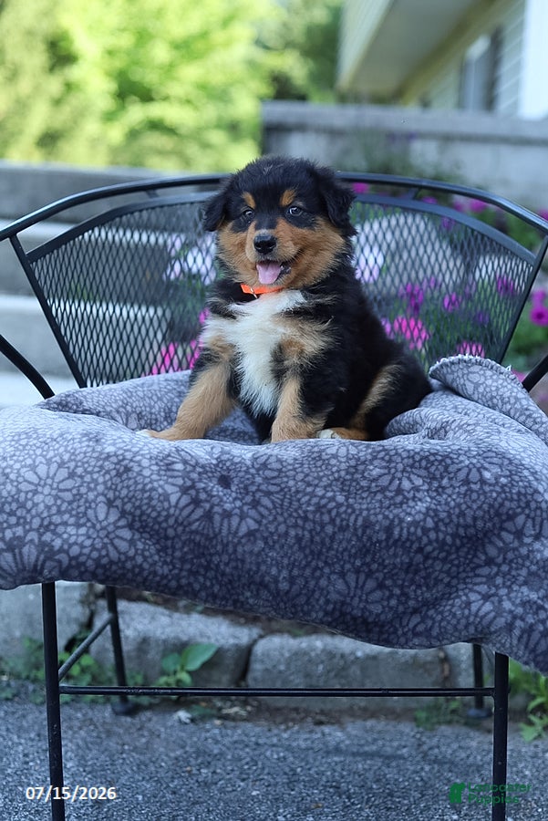 Australian Shepherd dogs Rascal - Ad 2