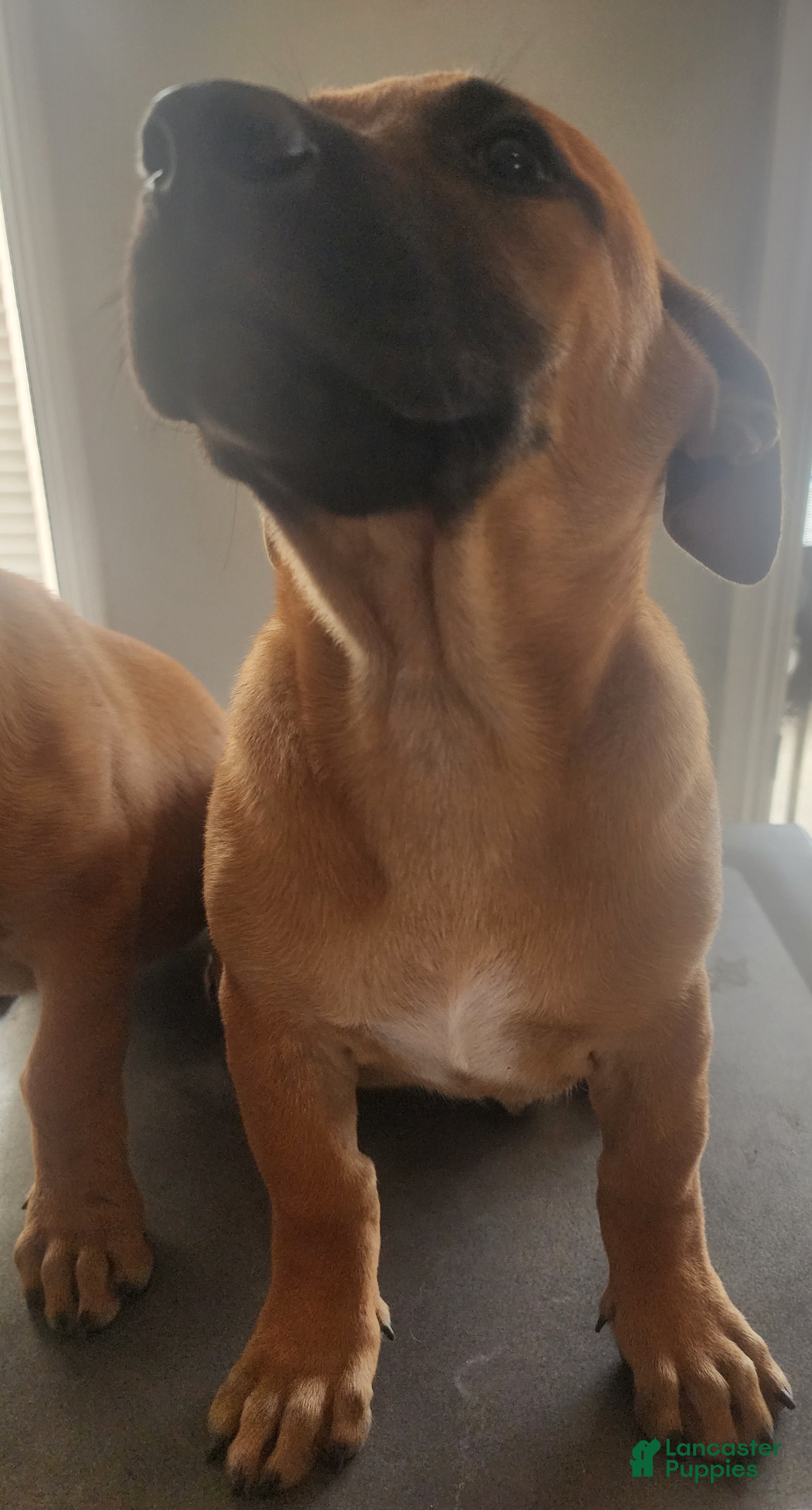 Belgian Malinois dogs for sale:  Belgian Malinois - Ad 2