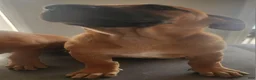 Belgian Malinois dogs for sale:  Belgian Malinois - Ad 2