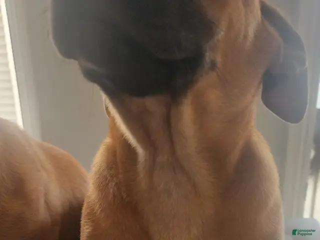 Belgian Malinois dogs for sale: Belgian Malinois - Ad 2