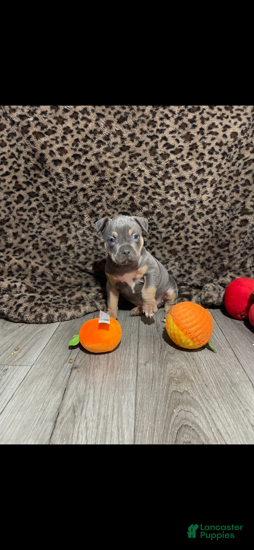 American Bully dogs for sale: American Bully 2 - Ad 6