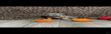 American Bully 2