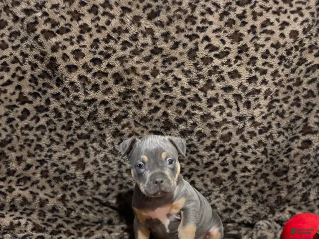 American Bully dogs for sale: American Bully 2 - Ad 6