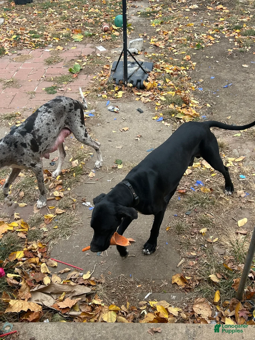 Gallery Image {{count}}