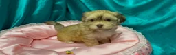 Havanese dogs for sale: Samatha - Ad 4