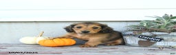 Miniature Dachshund dogs for sale: Clifford - Ad 7