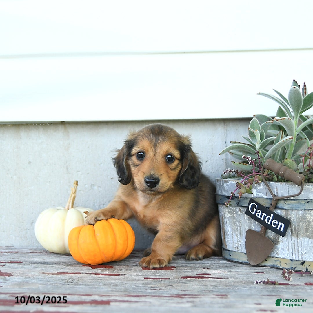 Miniature Dachshund dogs for sale: Clifford - Ad 7