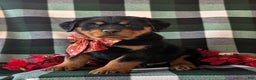 Rottweiler dogs for sale: Astro - Ad 2