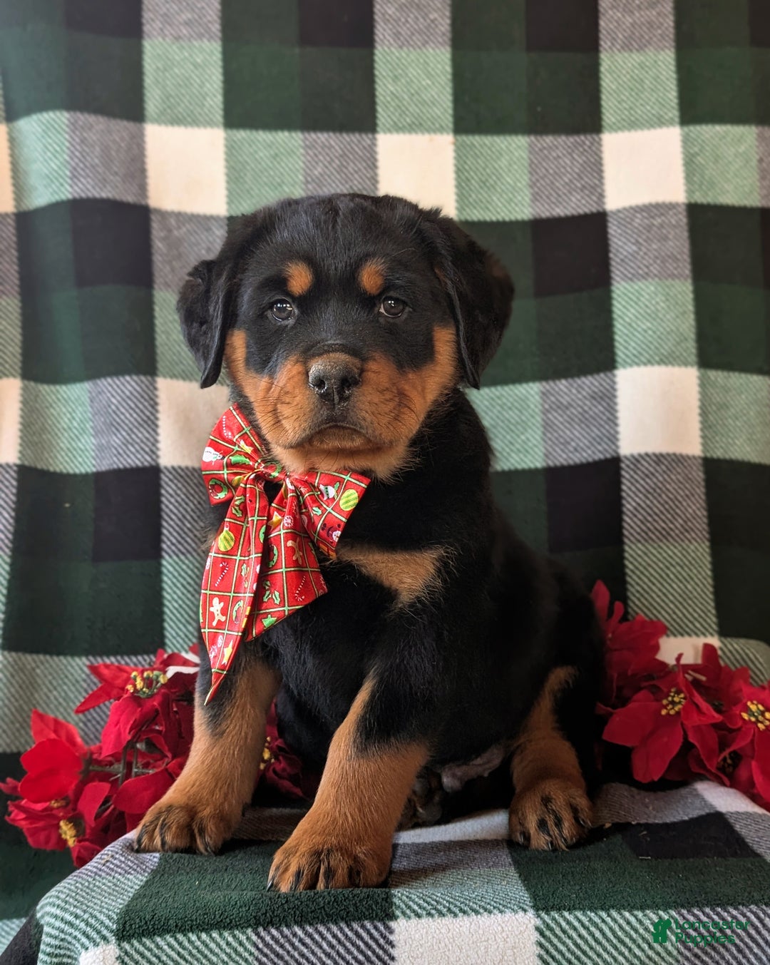 Rottweiler dogs for sale: Astro - Ad 2