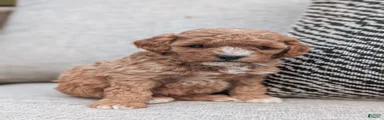 Teddy 