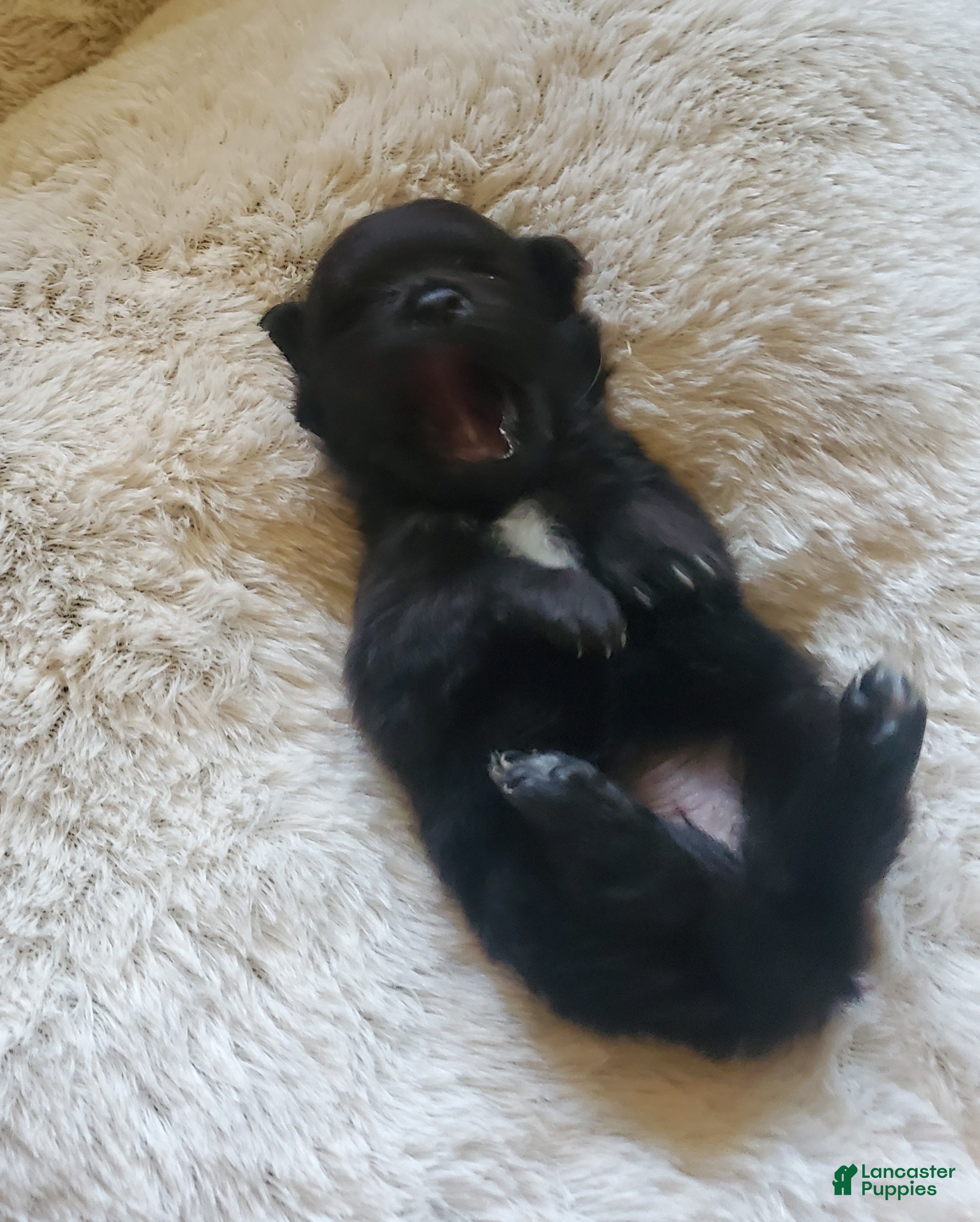 Pomeranian dogs Pomeranian Puppy 2 - Ad 12