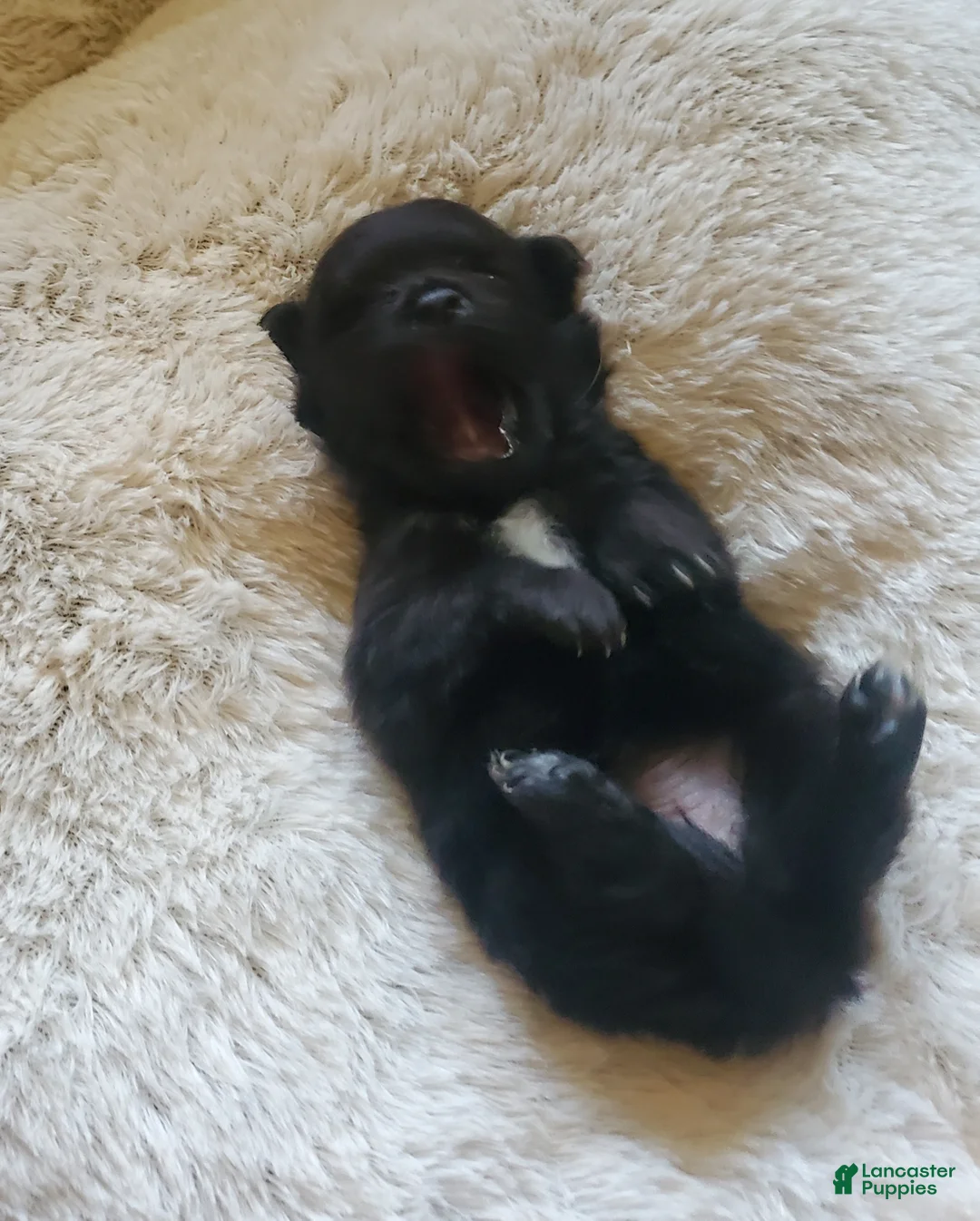 Pomeranian dogs for sale: Pomeranian Puppy 2 - Ad 1