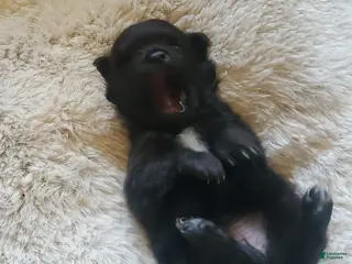 Pomeranian dogs Pomeranian Puppy 2 - Ad 12