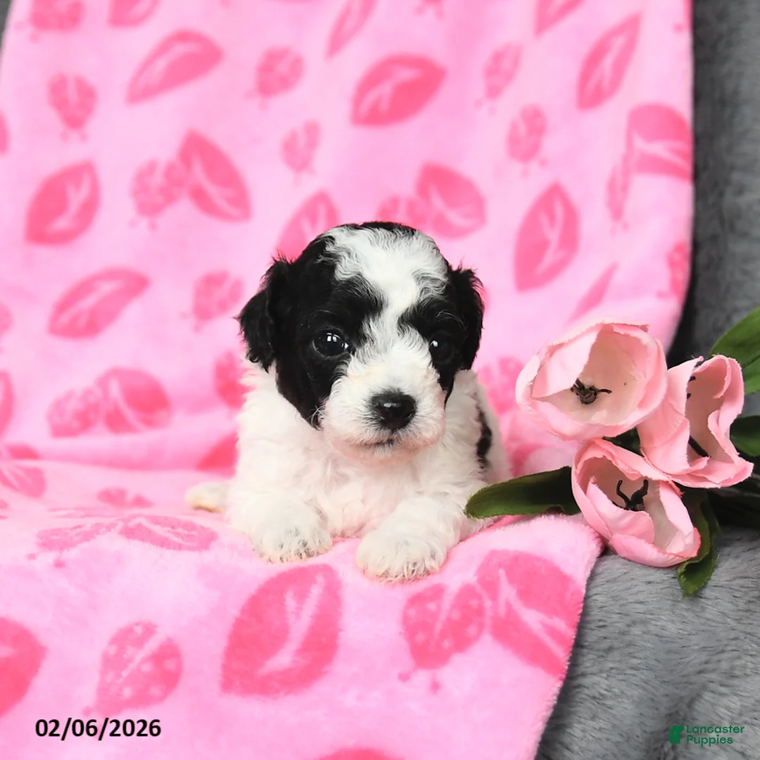 Bichpoo dogs for sale: Duncan - Ad 3